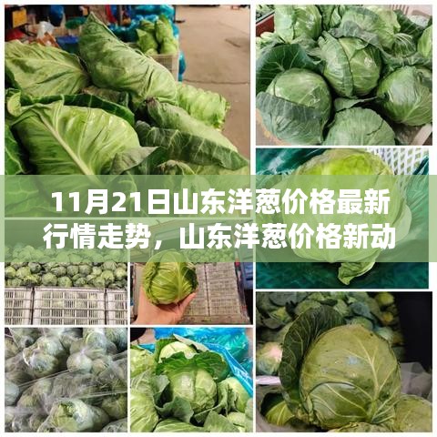 山東洋蔥價格最新動態(tài)，科技智能預測引領未來潮流新動向