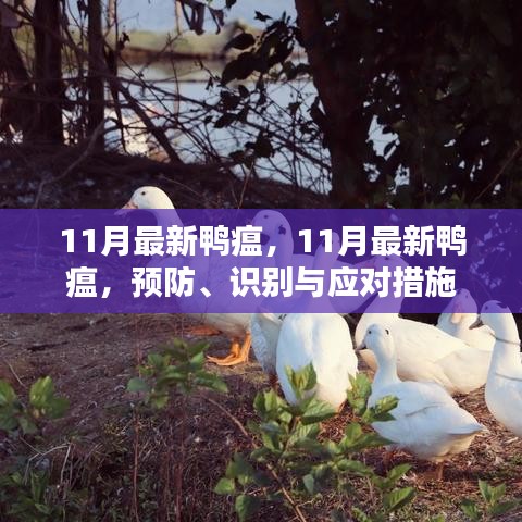 11月最新鴨瘟，預(yù)防、識別與應(yīng)對措施
