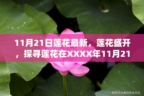 11月21日蓮花最新，蓮花盛開，探尋蓮花在XXXX年11月21日的嶄新篇章