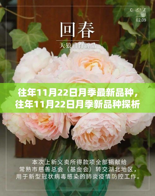 往年11月22日月季最新品種，往年11月22日月季新品種探析，觀點(diǎn)闡述與解析