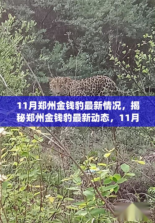 揭秘鄭州金錢豹最新動(dòng)態(tài)，11月的觀察與發(fā)現(xiàn)，金錢豹最新情況揭秘