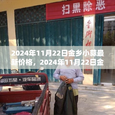 2024年11月22日金鄉(xiāng)小蒜最新價(jià)格全面指南，查詢(xún)與理解