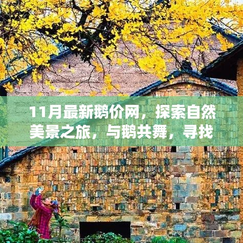十一月鵝價網(wǎng)，與自然共舞，探索內(nèi)心寧靜的旅程