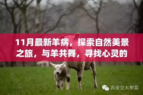 探索羊病新動(dòng)態(tài)，與自然共舞的心靈之旅