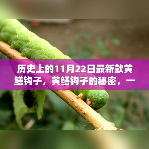 溫馨日常故事，揭秘黃鱔鉤子的秘密與最新款鉤子誕生記