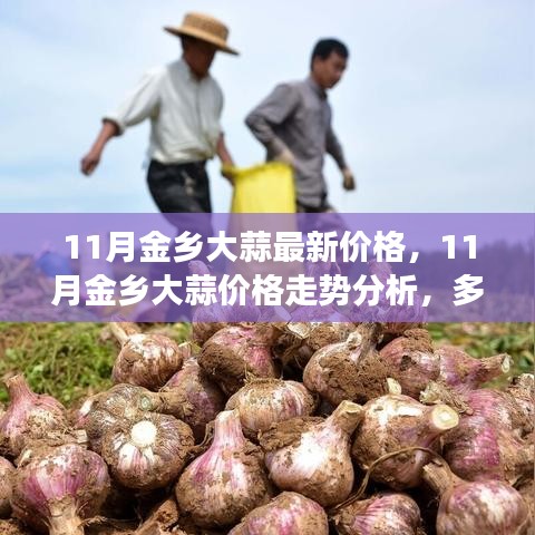 11月金鄉(xiāng)大蒜價格走勢分析，多方觀點(diǎn)碰撞與個人立場