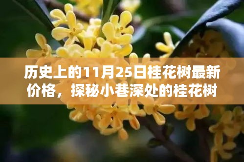 歷史上的11月25日桂花樹(shù)行情深度解析，香氣四溢的價(jià)格秘密與最新行情揭秘