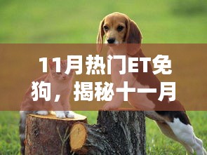 揭秘十一月熱門ET免狗趨勢，引領(lǐng)潮流的新寵兒風潮