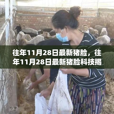 往年11月28日最新豬臉科技揭秘，智能識別引領(lǐng)養(yǎng)殖業(yè)革新