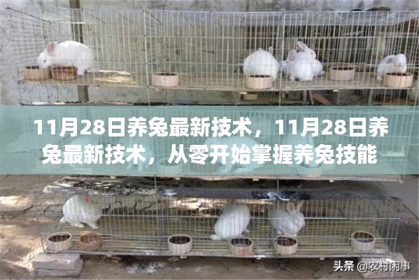 11月28日養(yǎng)兔最新技術(shù)，從零開始掌握養(yǎng)兔技能全攻略