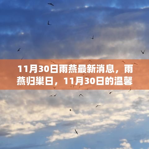 雨燕歸巢日，11月30日的溫馨奇遇