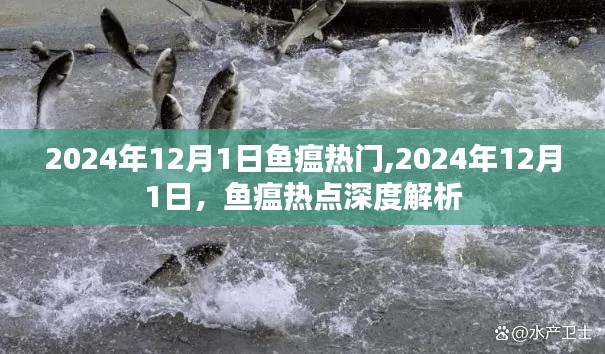 2024年12月1日魚瘟熱點解析，深度探討魚瘟現(xiàn)象