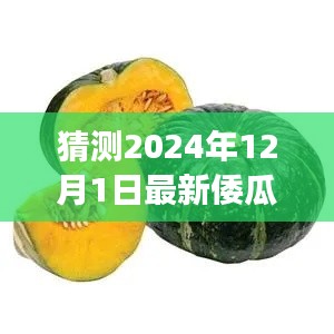 瓜價(jià)風(fēng)云，溫馨預(yù)測(cè)倭瓜價(jià)格之旅，2024年12月1日的瓜市展望