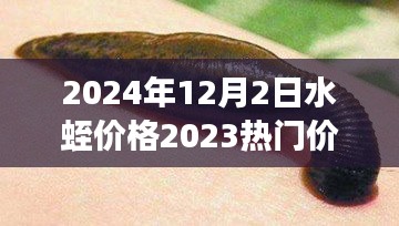 2024年12月2日水蛭價格2023熱門價格表,水蛭價格變遷背后的勵志故事，學習、變化與自信的躍升之旅