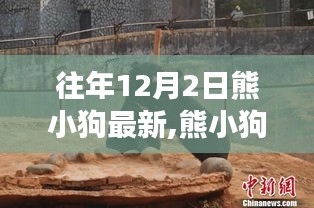 歷年十二月二日觀察解讀，熊小狗現(xiàn)象的最新動(dòng)態(tài)