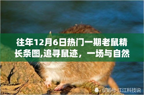 追尋鼠跡，與自然共舞的老鼠精奇妙旅行