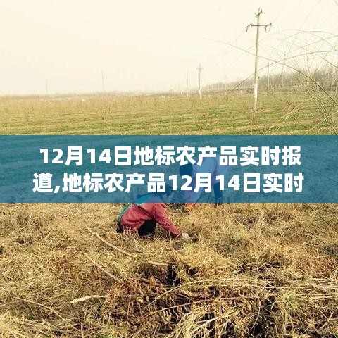 地標(biāo)農(nóng)產(chǎn)品12月14日實(shí)時(shí)播報(bào)，冬季豐盈，新鮮上桌