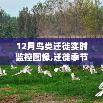 12月鳥類遷徙實時監(jiān)控圖像，邂逅遷徙季節(jié)的溫暖，共舞天空之歌的鳥類舞蹈