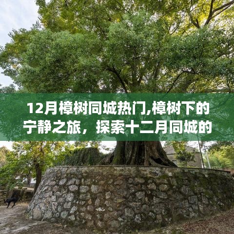 樟樹(shù)下的寧?kù)o秘境，十二月樟樹(shù)同城自然探索之旅