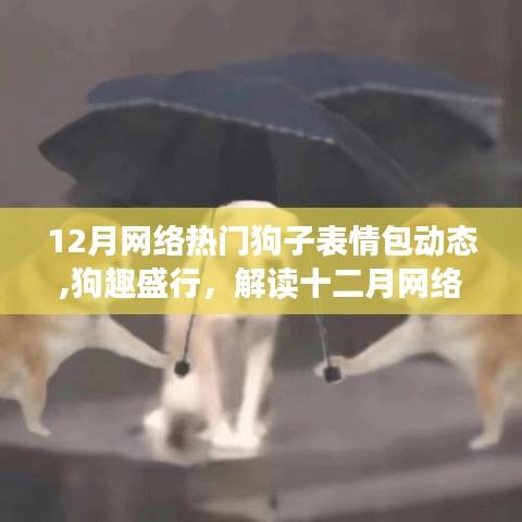 狗趣盛行，解讀十二月網(wǎng)絡(luò)熱門狗子表情包背后的文化現(xiàn)象
