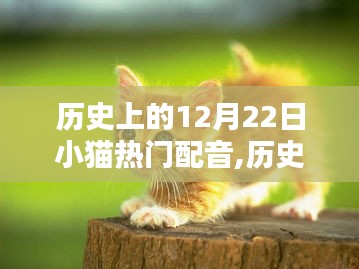 歷史上的小貓配音璀璨時刻，12月22日的回顧與展望