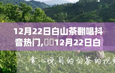 12月22日白山茶抖音翻唱熱潮，抖出自然美，心靈之旅啟程
