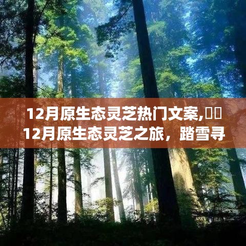 12月原生態(tài)靈芝之旅，踏雪尋心靜，共舞自然之靈