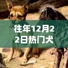 往年12月22日熱門犬種概覽，入門指南帶你探索犬類世界