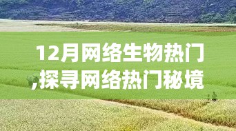 探尋網(wǎng)絡(luò)熱門秘境，與自然美景的浪漫邂逅在十二月網(wǎng)絡(luò)生物圈盛行