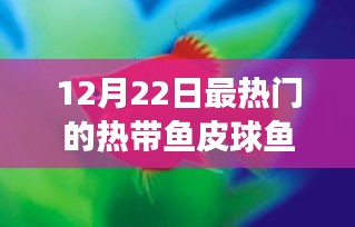 12月22日聚焦，熱帶魚(yú)皮球魚(yú)熱潮來(lái)襲，引領(lǐng)時(shí)尚潮流之選