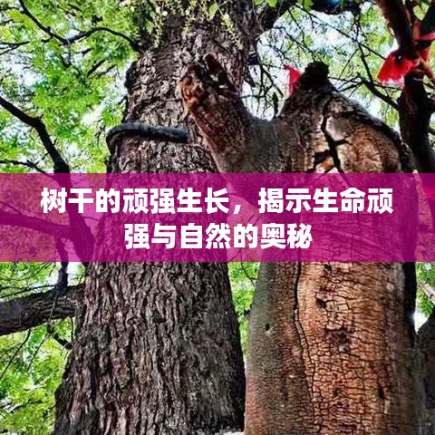 樹(shù)干的頑強(qiáng)生長(zhǎng)，揭示生命頑強(qiáng)與自然的奧秘