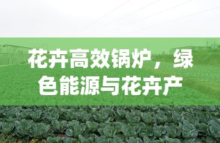 花卉高效鍋爐，綠色能源與花卉產(chǎn)業(yè)融合創(chuàng)新之道