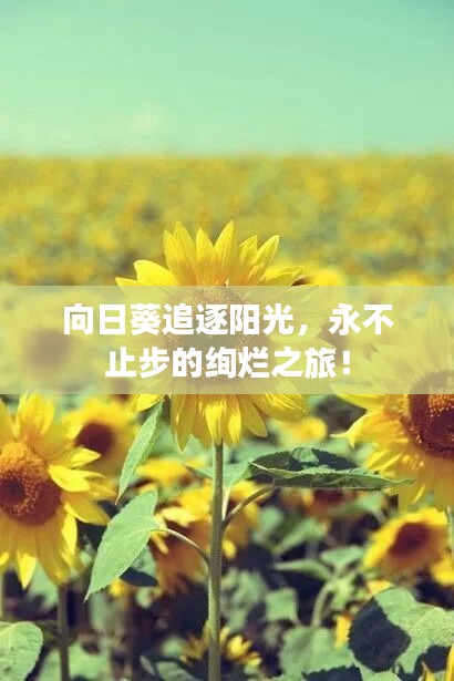 向日葵追逐陽(yáng)光，永不止步的絢爛之旅！