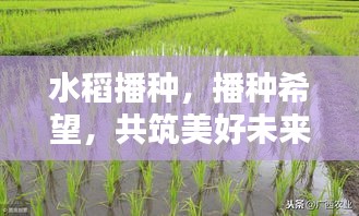 水稻播種，播種希望，共筑美好未來(lái)