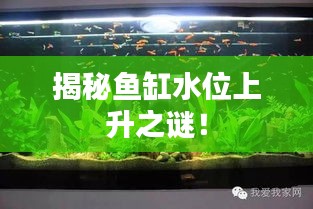 揭秘魚缸水位上升之謎！