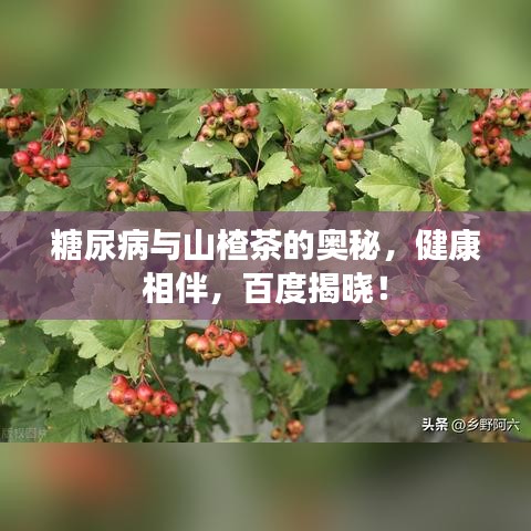 糖尿病與山楂茶的奧秘，健康相伴，百度揭曉！