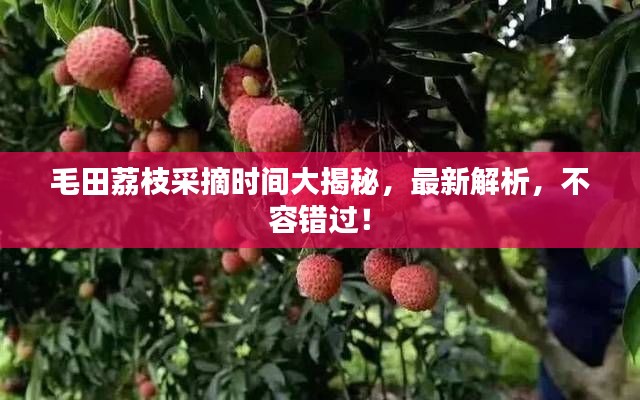 毛田荔枝采摘時間大揭秘，最新解析，不容錯過！
