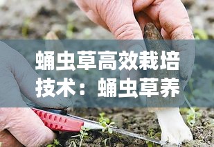 蛹蟲草高效栽培技術(shù)：蛹蟲草養(yǎng)殖技術(shù) 