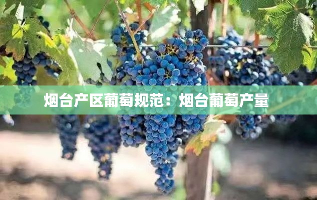 煙臺產(chǎn)區(qū)葡萄規(guī)范：煙臺葡萄產(chǎn)量 