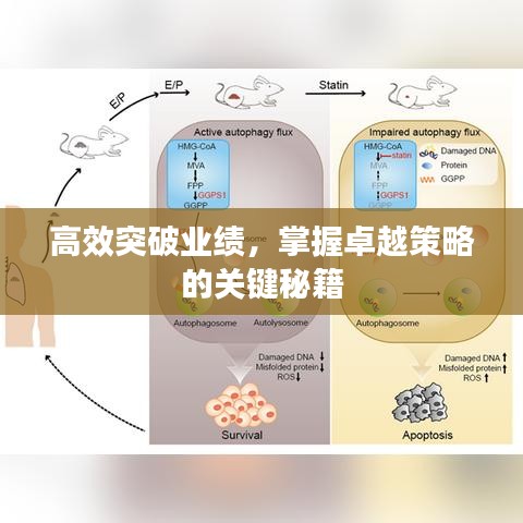 高效突破業(yè)績，掌握卓越策略的關(guān)鍵秘籍