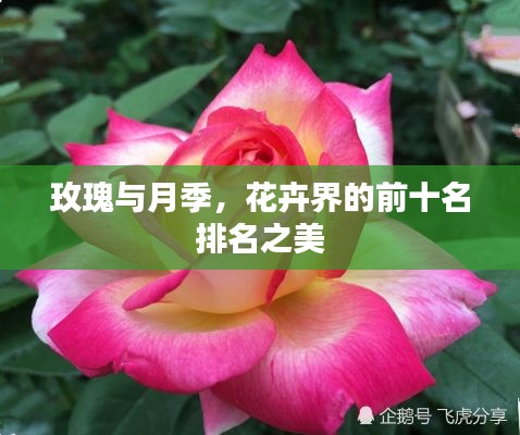 玫瑰與月季，花卉界的前十名排名之美