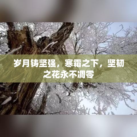 歲月鑄堅(jiān)強(qiáng)，寒霜之下，堅(jiān)韌之花永不凋零