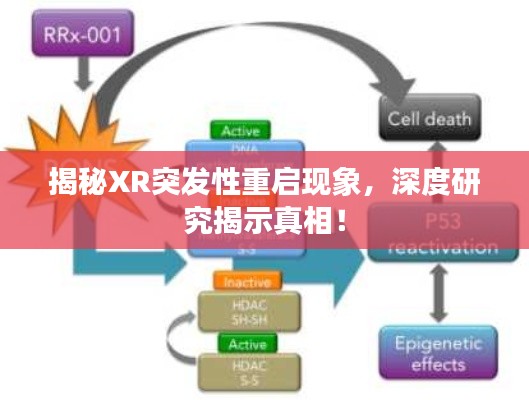 揭秘XR突發(fā)性重啟現(xiàn)象，深度研究揭示真相！