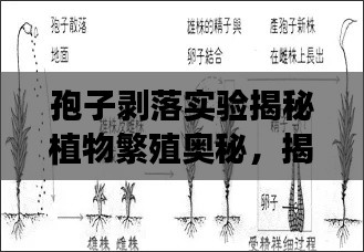 孢子剝落實(shí)驗(yàn)揭秘植物繁殖奧秘，揭開(kāi)神秘面紗，探尋生命之源