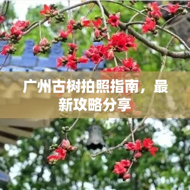 廣州古樹拍照指南，最新攻略分享
