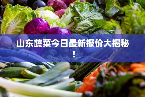 山東蔬菜今日最新報(bào)價(jià)大揭秘！