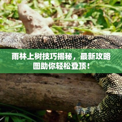 雨林上樹(shù)技巧揭秘，最新攻略圖助你輕松登頂！
