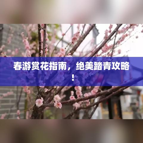 春游賞花指南，絕美踏青攻略！