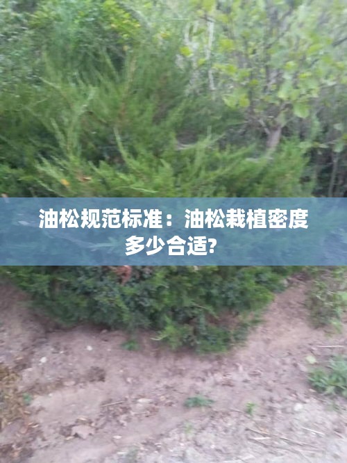油松規(guī)范標(biāo)準(zhǔn)：油松栽植密度多少合適? 