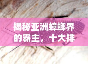 揭秘亞洲蟑螂界的霸主，十大排名榜單！